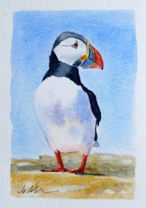 5" x 7" watercolour of a cute wee Puffin